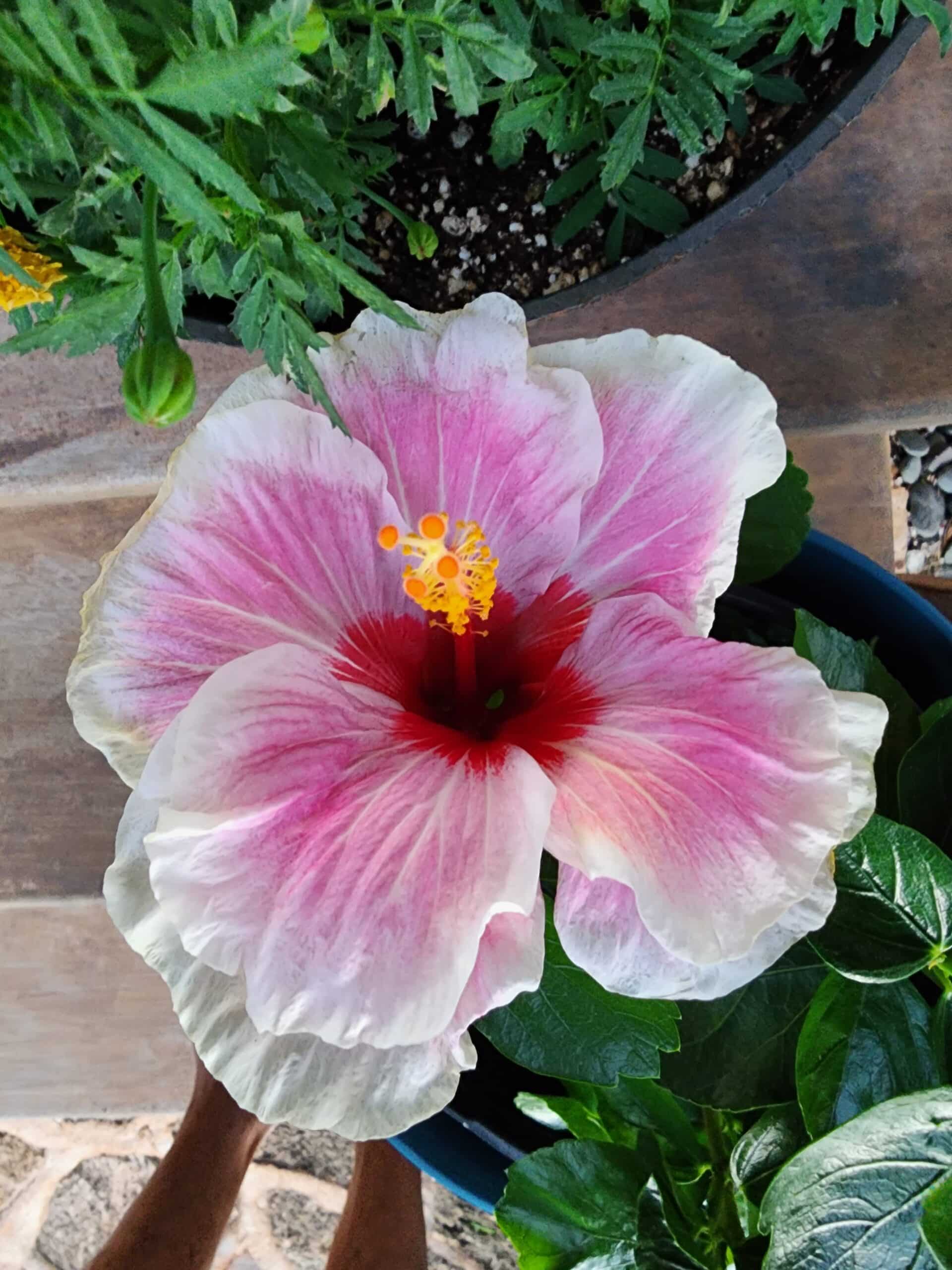 beautiful Hibiscus