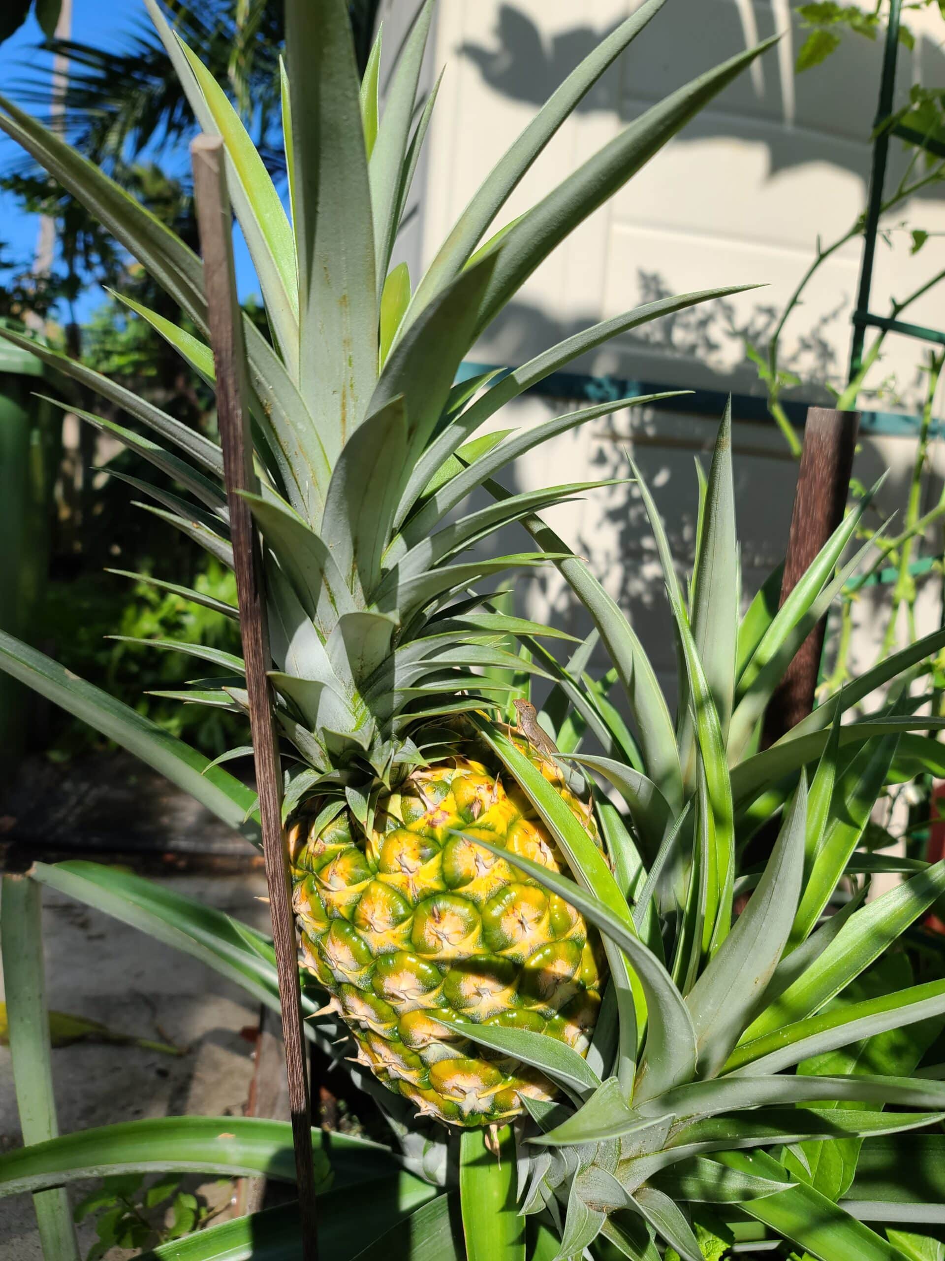 Fresh Pineapples